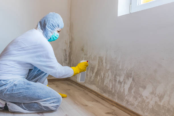 Licensed Commercial Mold Remediation service in Madison, IL - WQB Mold Removal